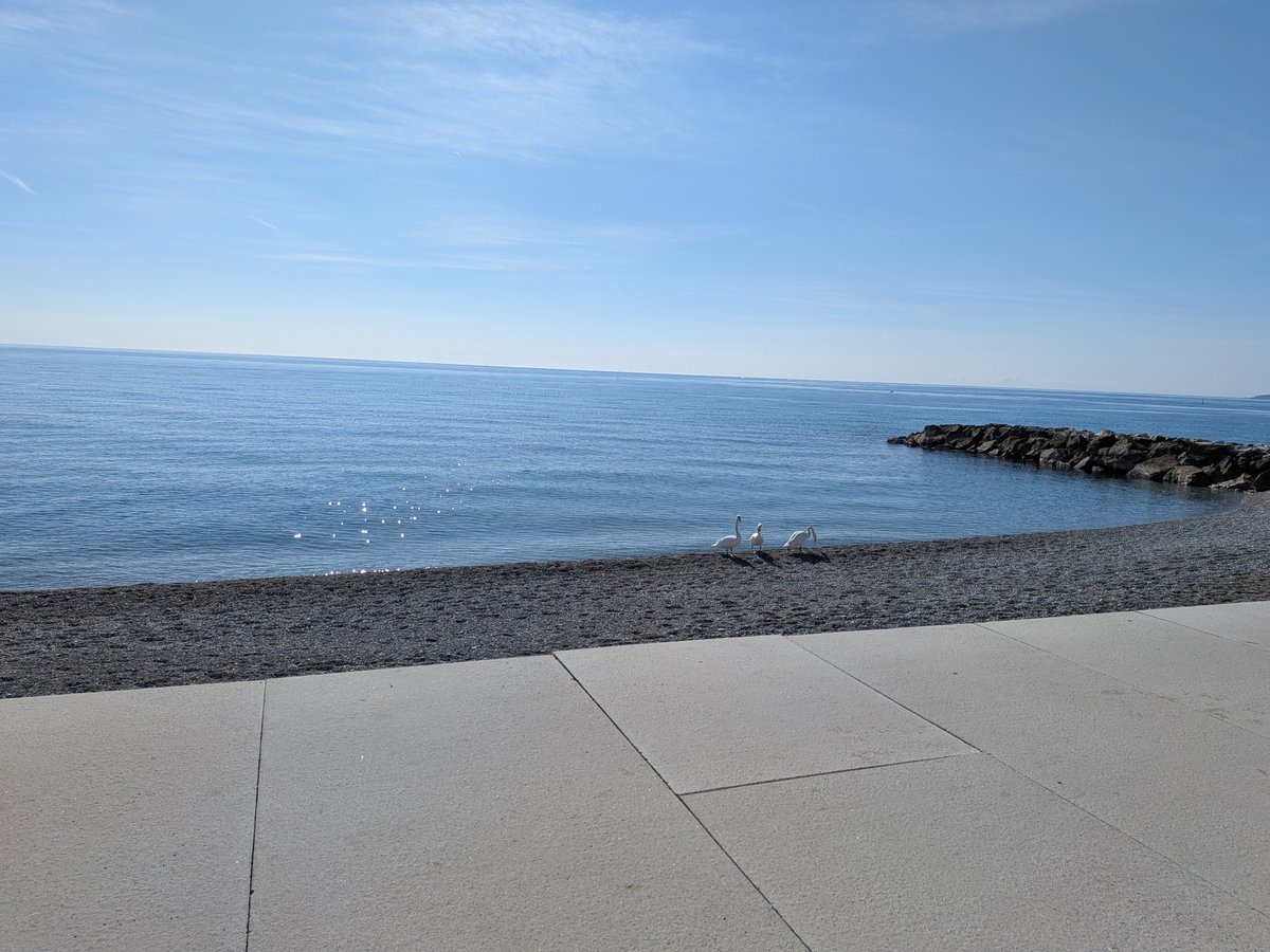 Cece 🐾🌸 tweet media