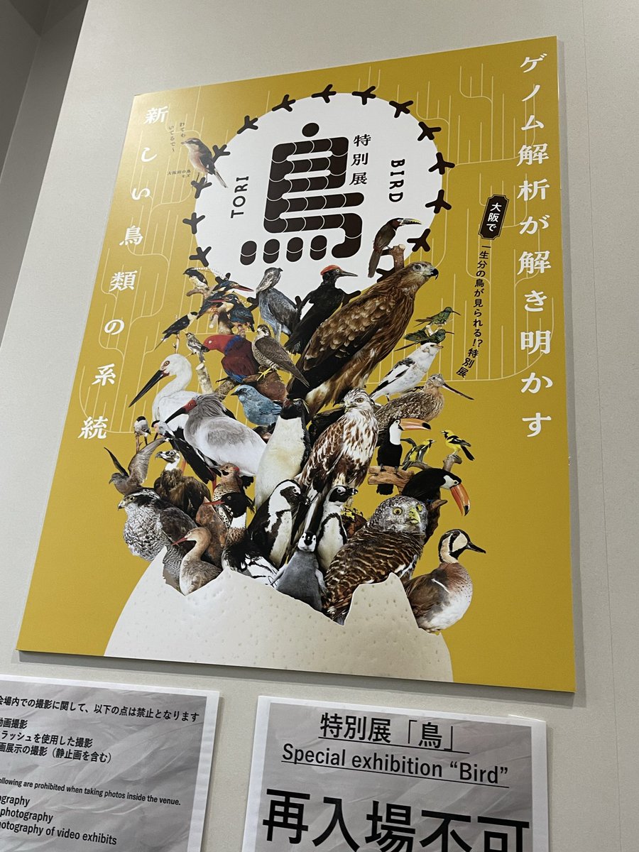 こんにちはHive.です\( ᐛ )/
本日は10:00～22:00まで営業しております!!!!

中の人は、本日お休み頂きまして家族で「鳥特別展」見に行ってきました🚗³₃

鳥は他の生物の中でもゲノム解析が進んでいる生き物だそうで、鳥の始祖の復元など展示されており、見応えあって最高でした💕