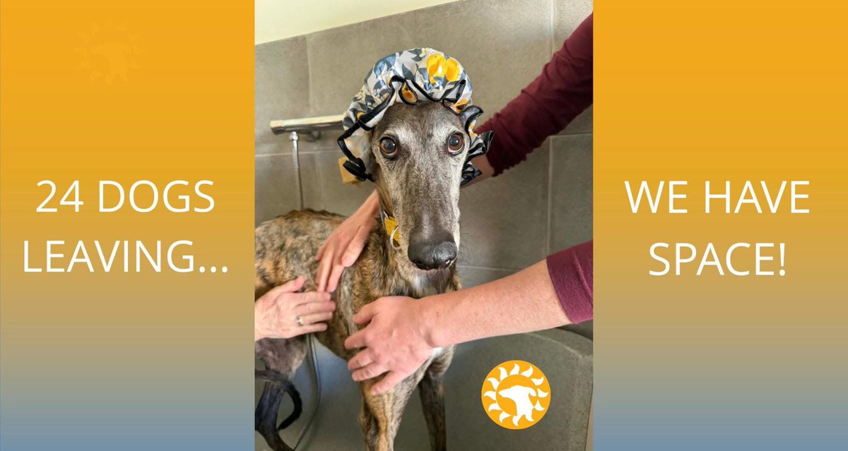 Galgos del Sol tweet media