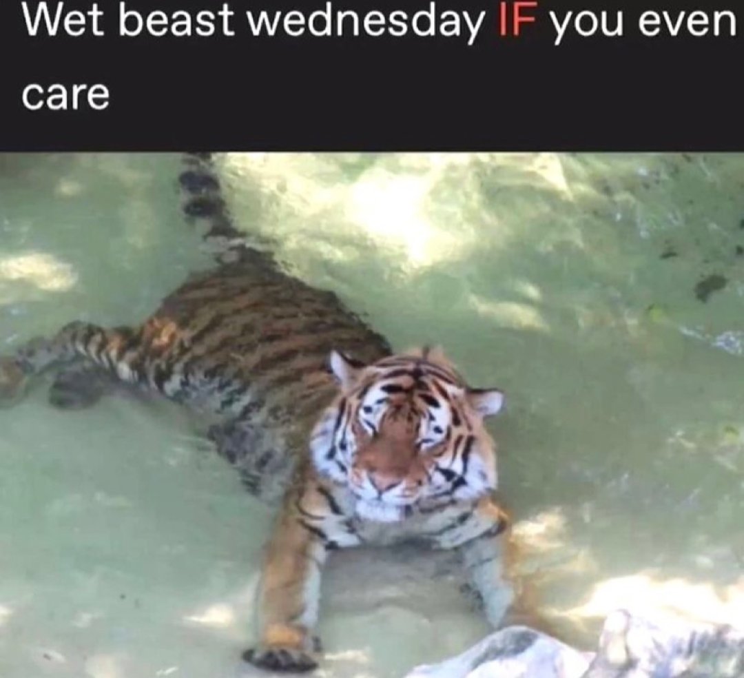 bug 🐛⚡️ tweet media