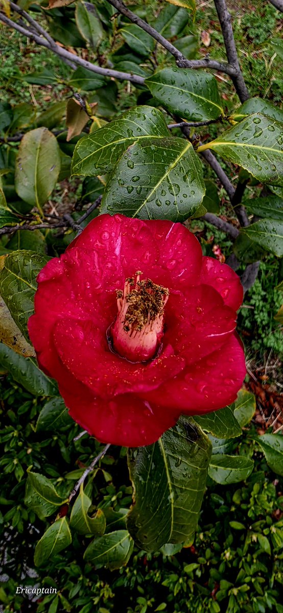 Ericaptain tweet media