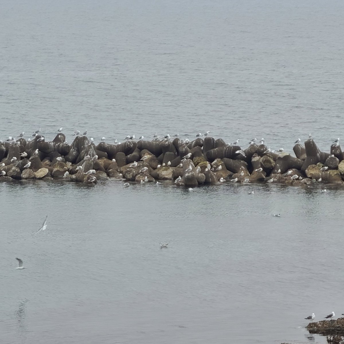 寺泊水族博物館【公式】 tweet media