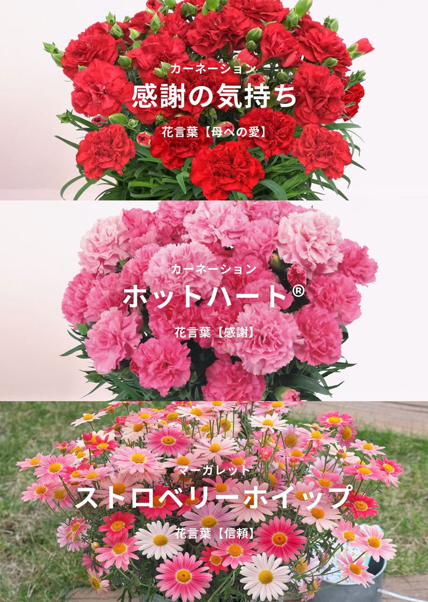 アイリスプラザ【公式】 tweet media