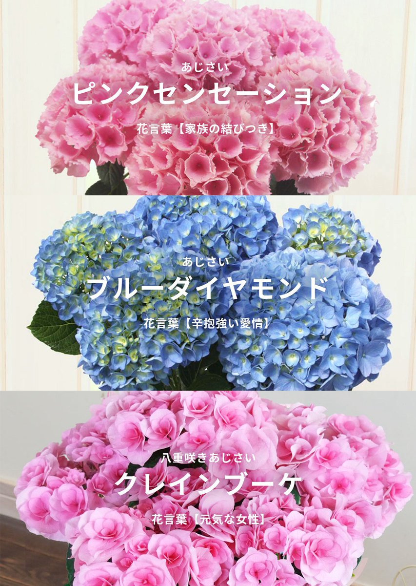 アイリスプラザ【公式】 tweet media