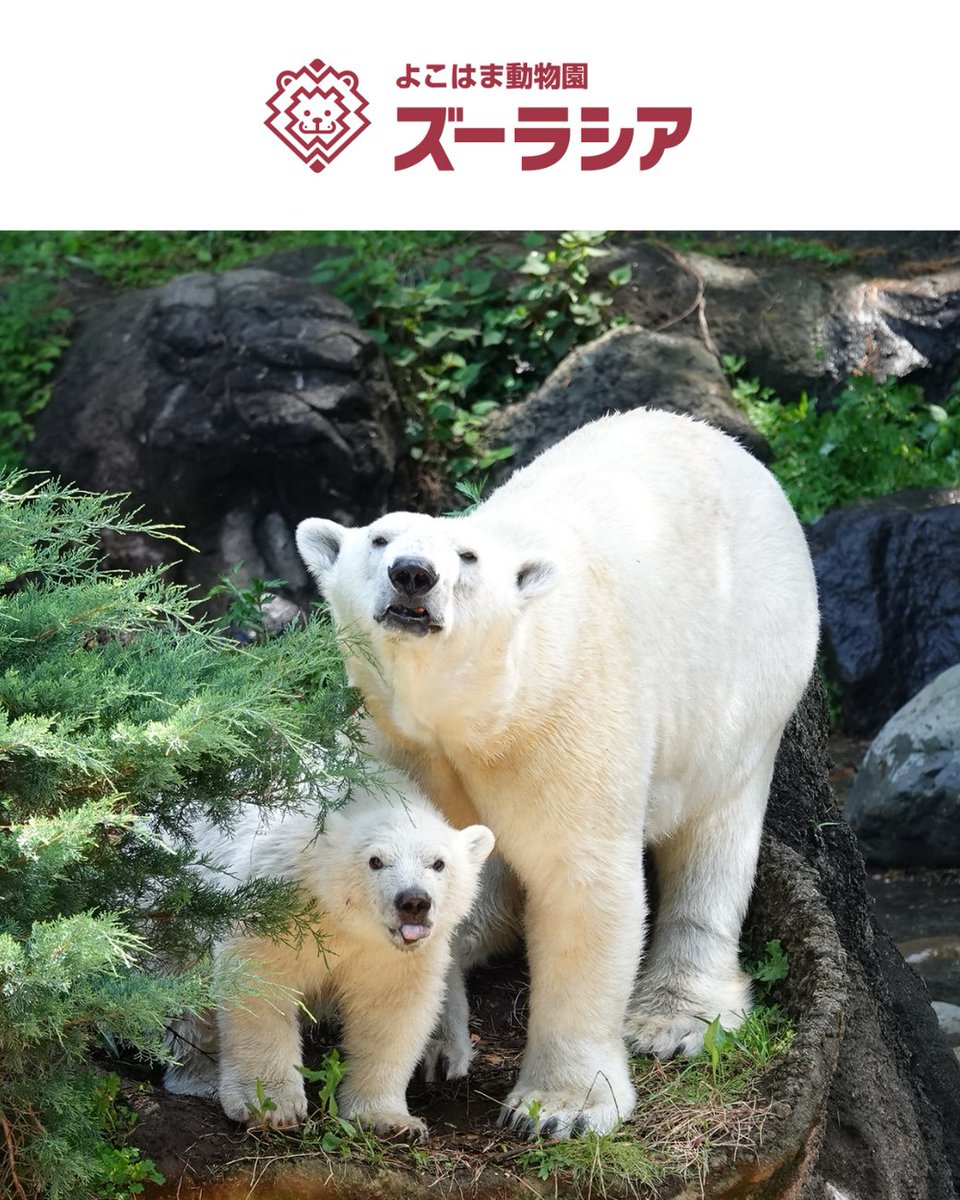 レゴランド・ディスカバリー・センター東京【公式】 tweet media