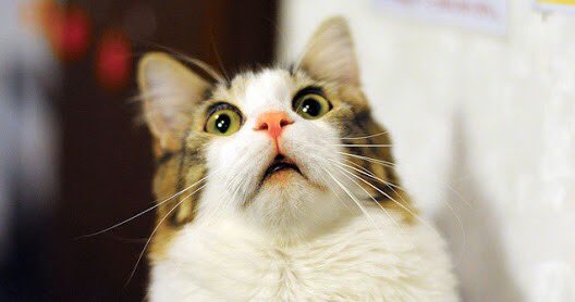 たっちぃ(全国猫カフェ巡り) tweet media