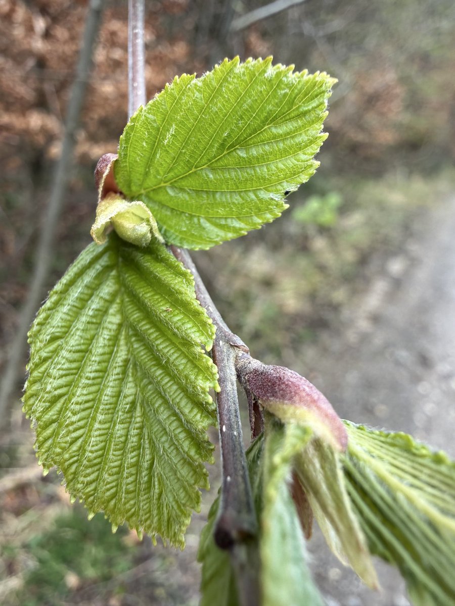 Ruth📯 tweet media