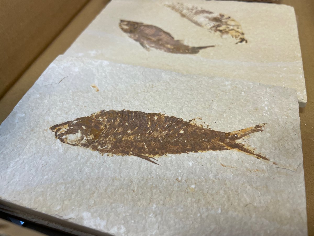 化石鉱物展】魚の化石 アメリカ、ワイオミング州・ユタ州・コロラド州