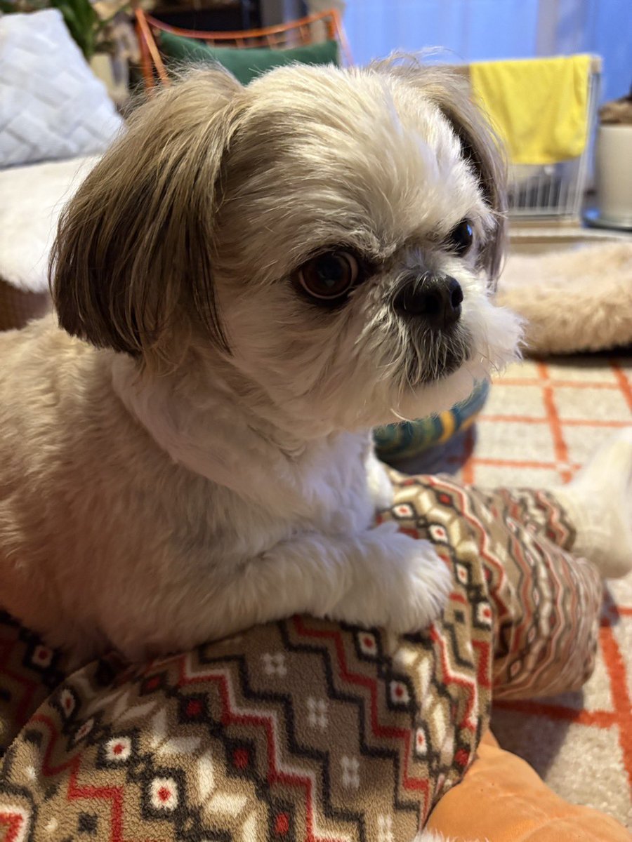 ぶんきんちゃんねる公式 tweet media