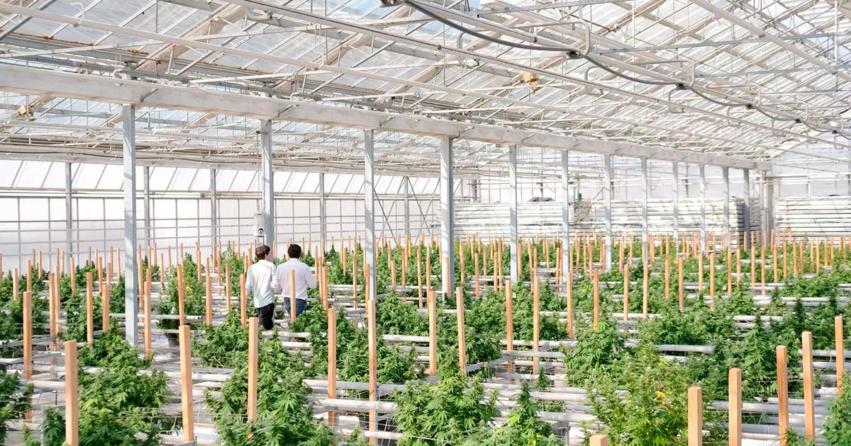 CBD ACTU tweet media