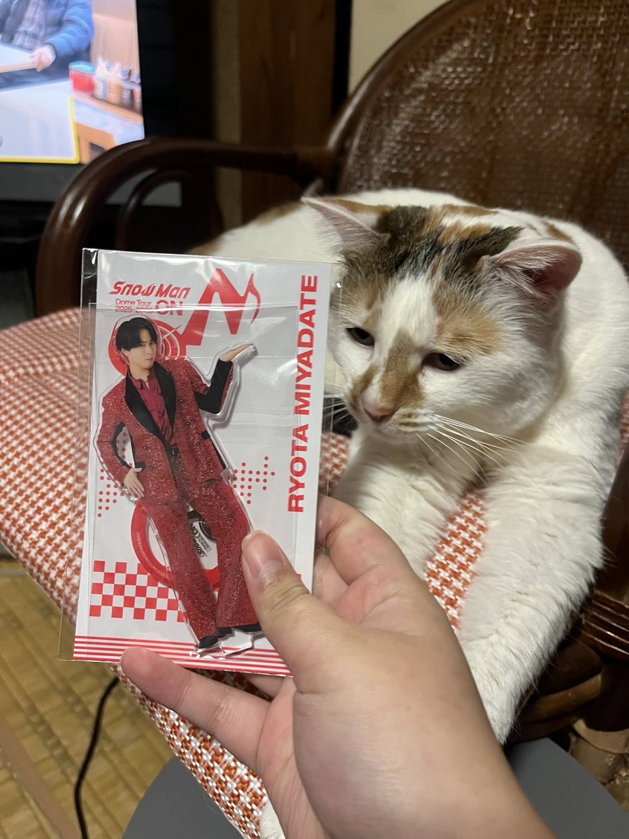 eeeclair111's tweet photo. 舘様の誕生日に舘様が届いた！

舘様、たまちゃんだよ
たまちゃん、舘様だよ https://t.co/LoizHJjQB5