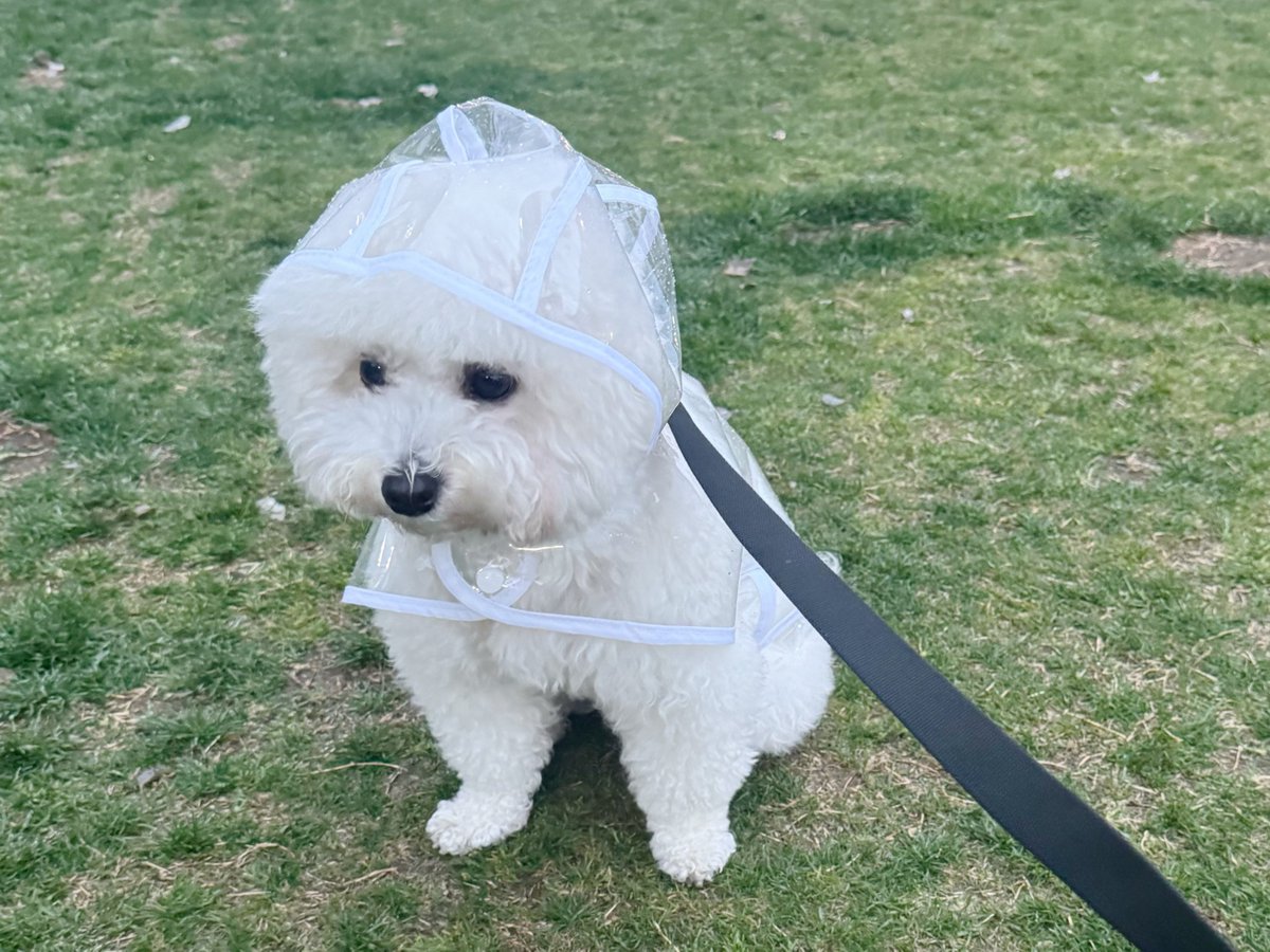 つくね tweet media