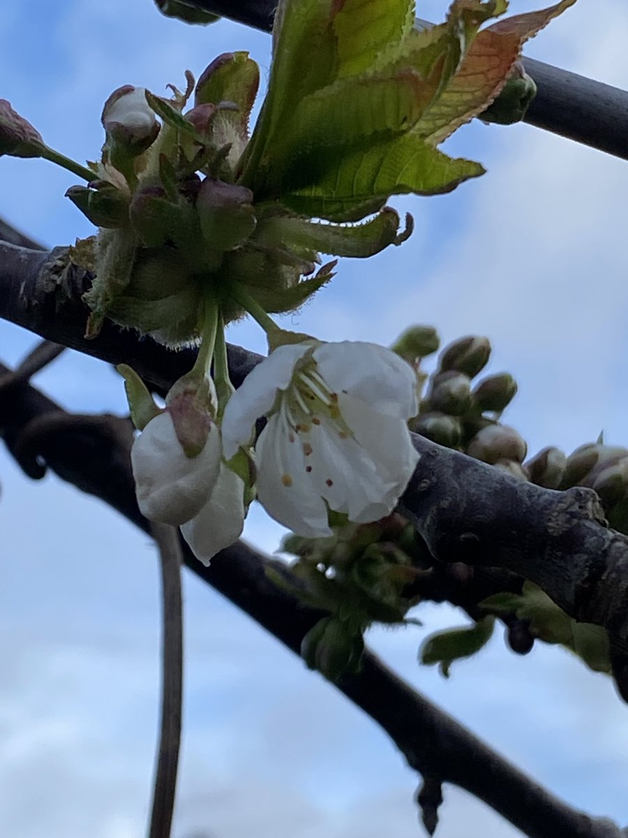 Ken Hunt tweet media