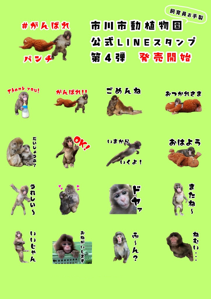 市川市動植物園(公式) tweet media