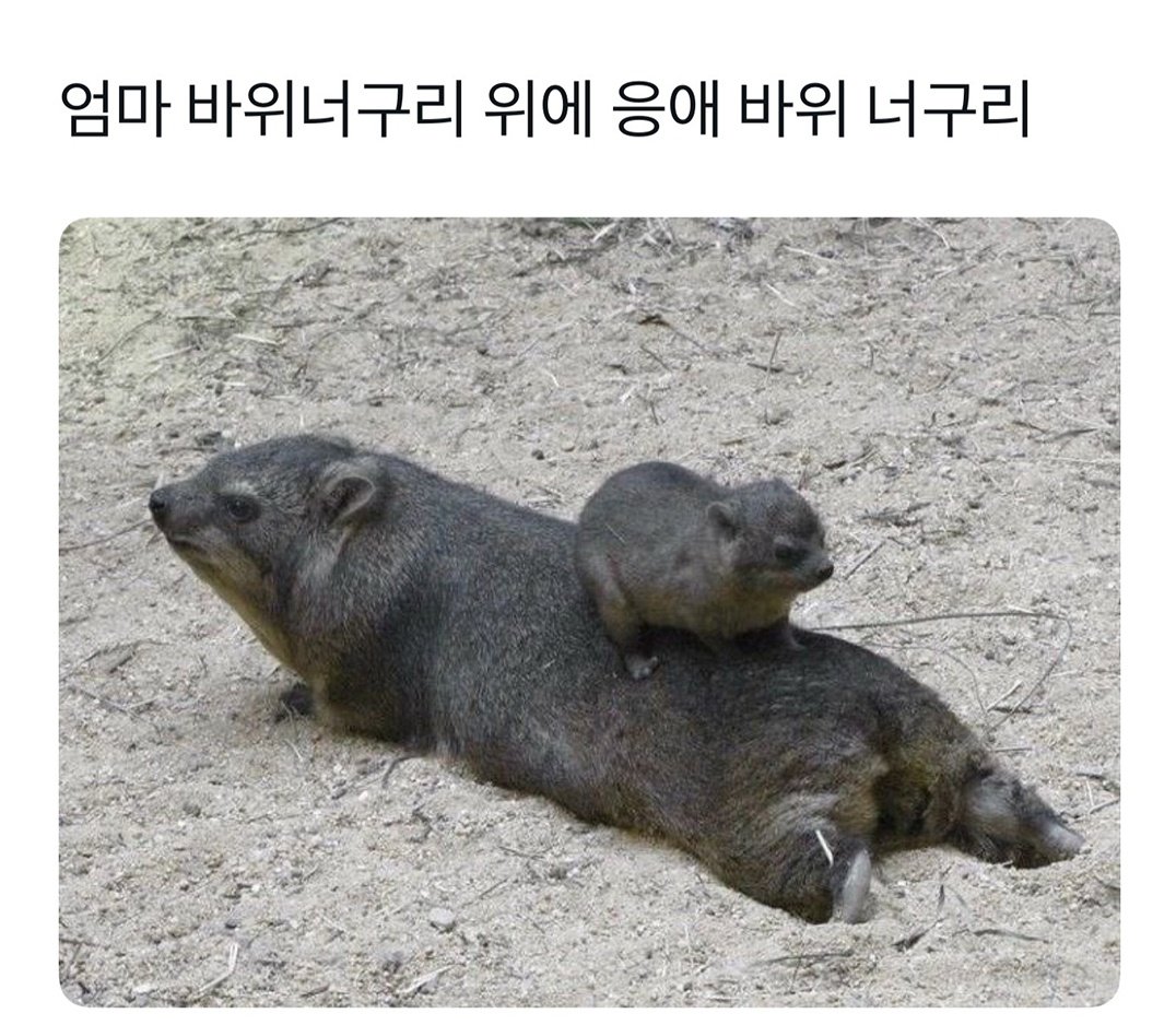 맵고스 tweet media