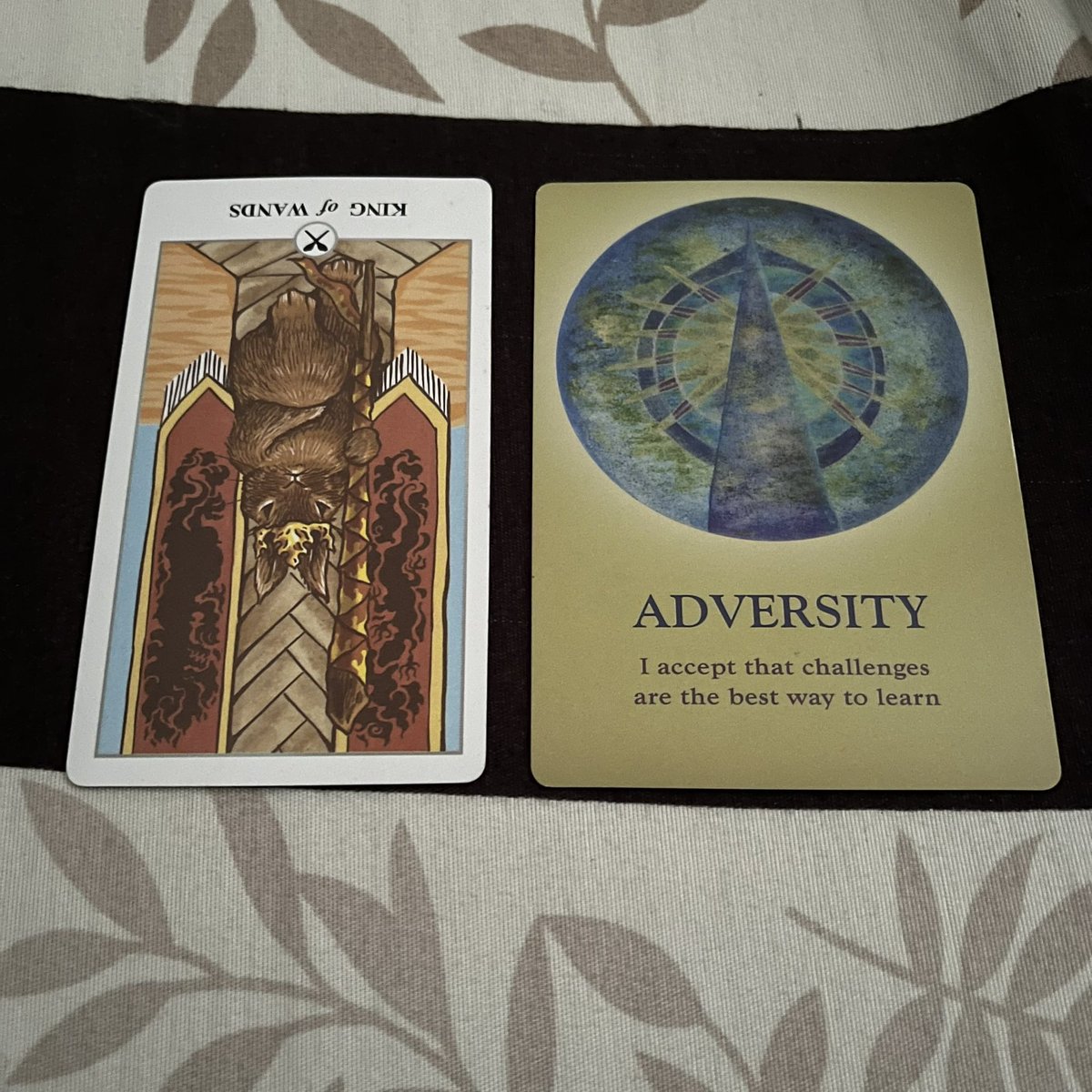 mi ✨ tarot reader tweet media