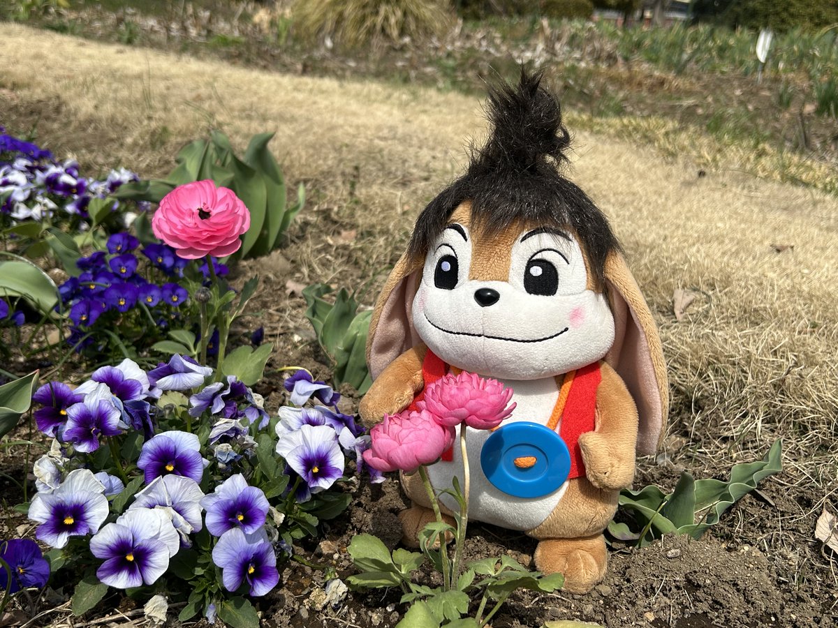 wanpakukouen's tweet photo. 夢花壇では、チューリップに先駆けてラナンキュラスが咲き始めました。

花びらが幾重にも重なって、華やかなドレスのように見えますね。

春の夢花壇でも特に存在感のある花姿で、みなさんからとっても人気なんですよ。

だんだん春の色が濃くなってきている夢花壇、ぜひ見に来てくださいね。 https://t.co/RvATLUbkFn