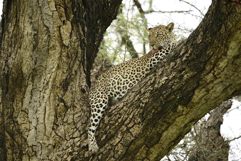 African Bush Camps tweet media