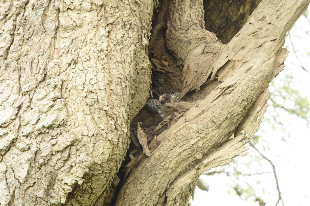 African Bush Camps tweet media