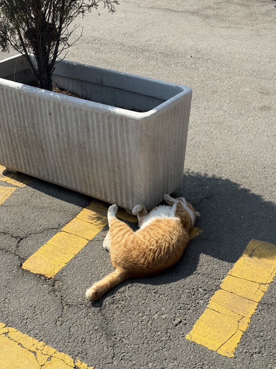 피니ꗯ tweet media