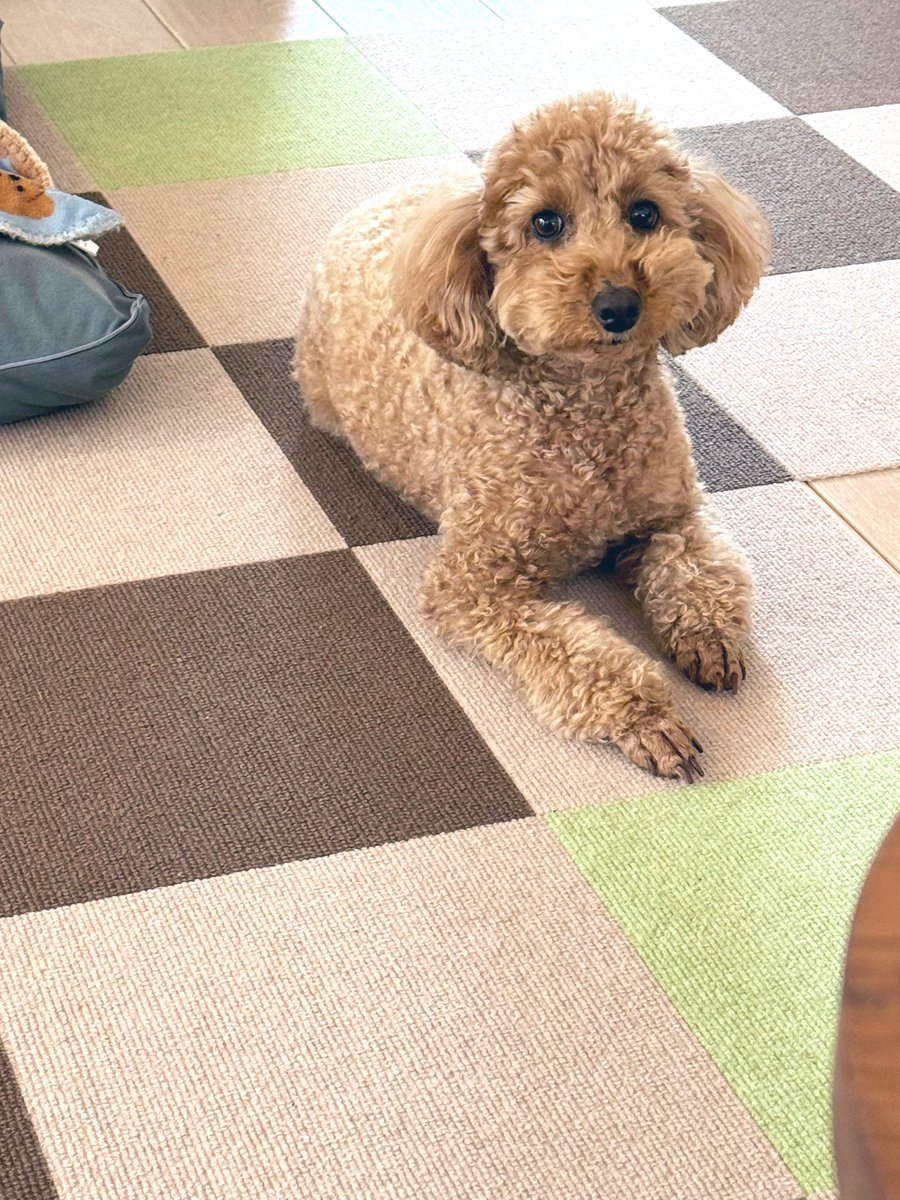 花まま tweet media