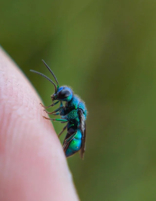 Rando Armstrong tweet media