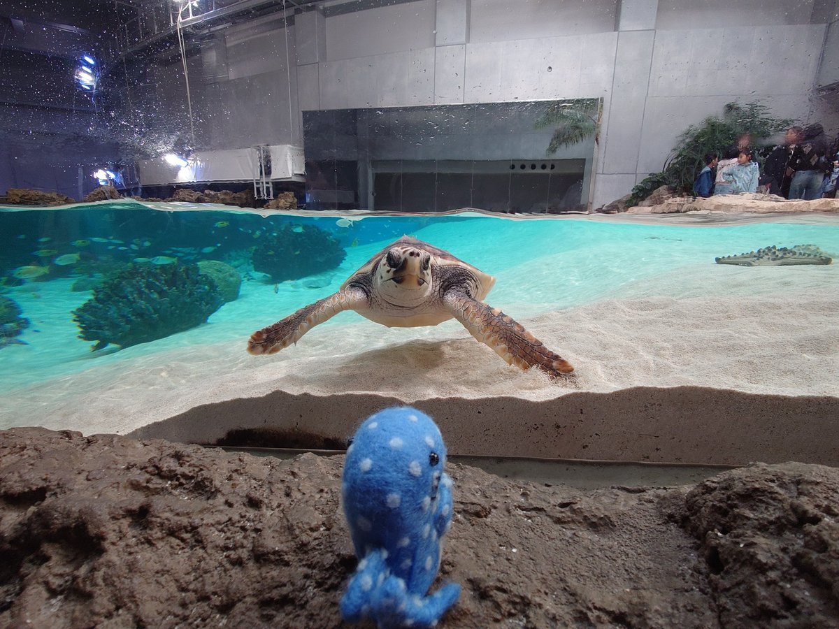 みきお@猫とTBと吸死 tweet media