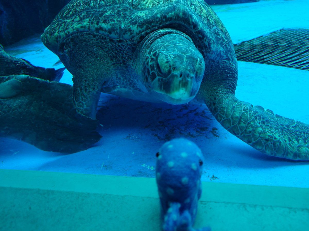 みきお@猫とTBと吸死 tweet media