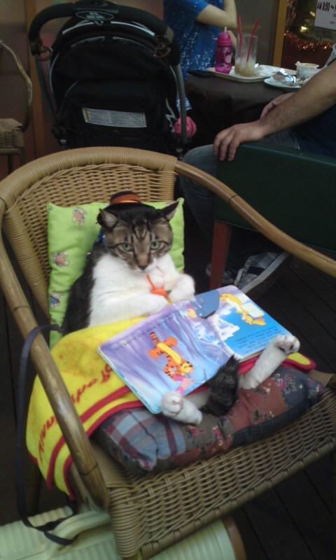 たっちぃ(全国猫カフェ巡り) tweet media