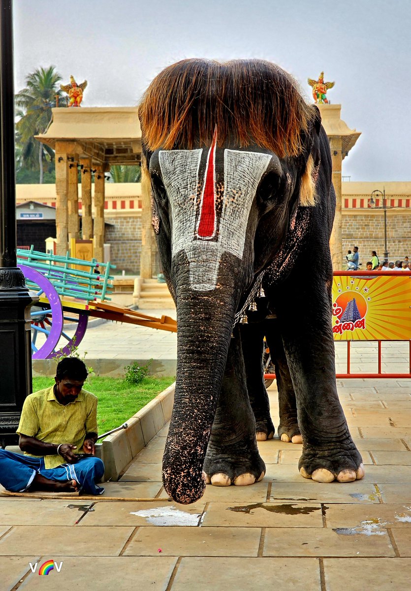 மன்னை செங்கமலம் 🐘
