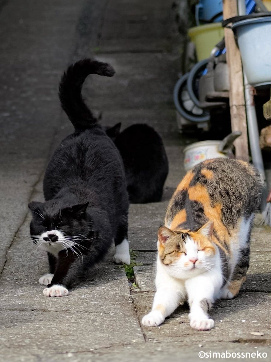 simabossneko 写真集「島にゃんこ」発売中 tweet media