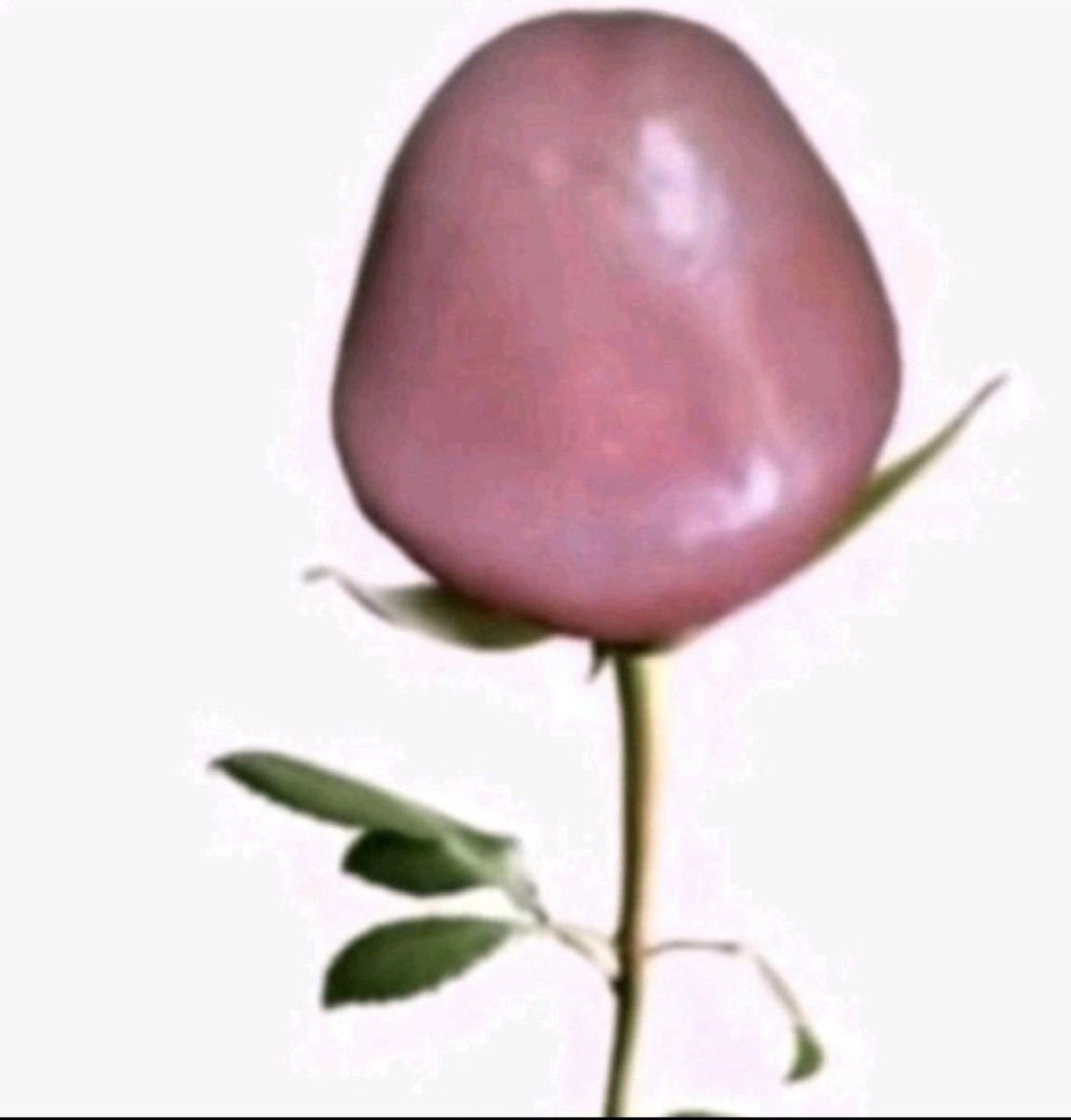 ʙᴀʙʏ ꜱɪꜱᴛᴇʀ 𝓐𝓭𝓮𝓵𝓮 🪷 | NETHERLORD DEFLORATION tweet media