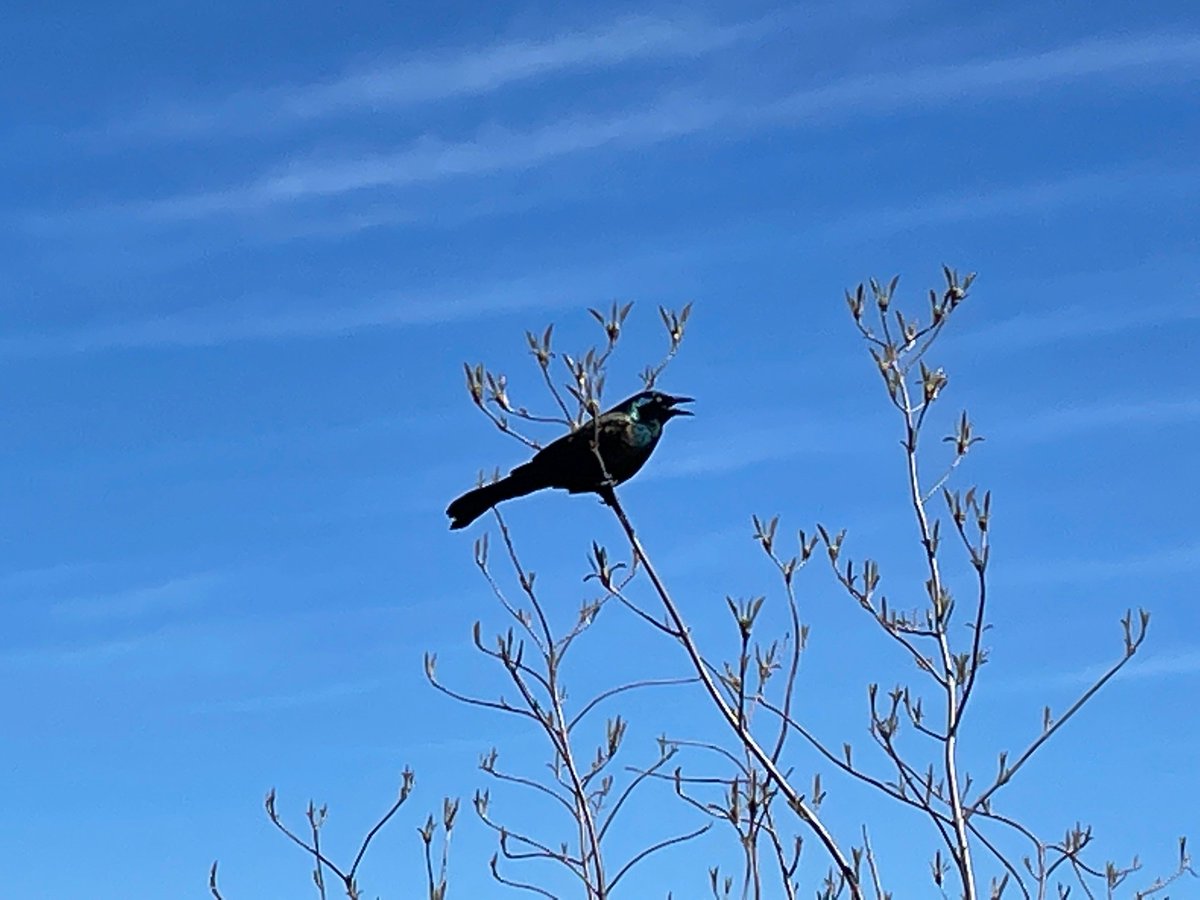 Barrie 360 Traffic & Weather tweet media