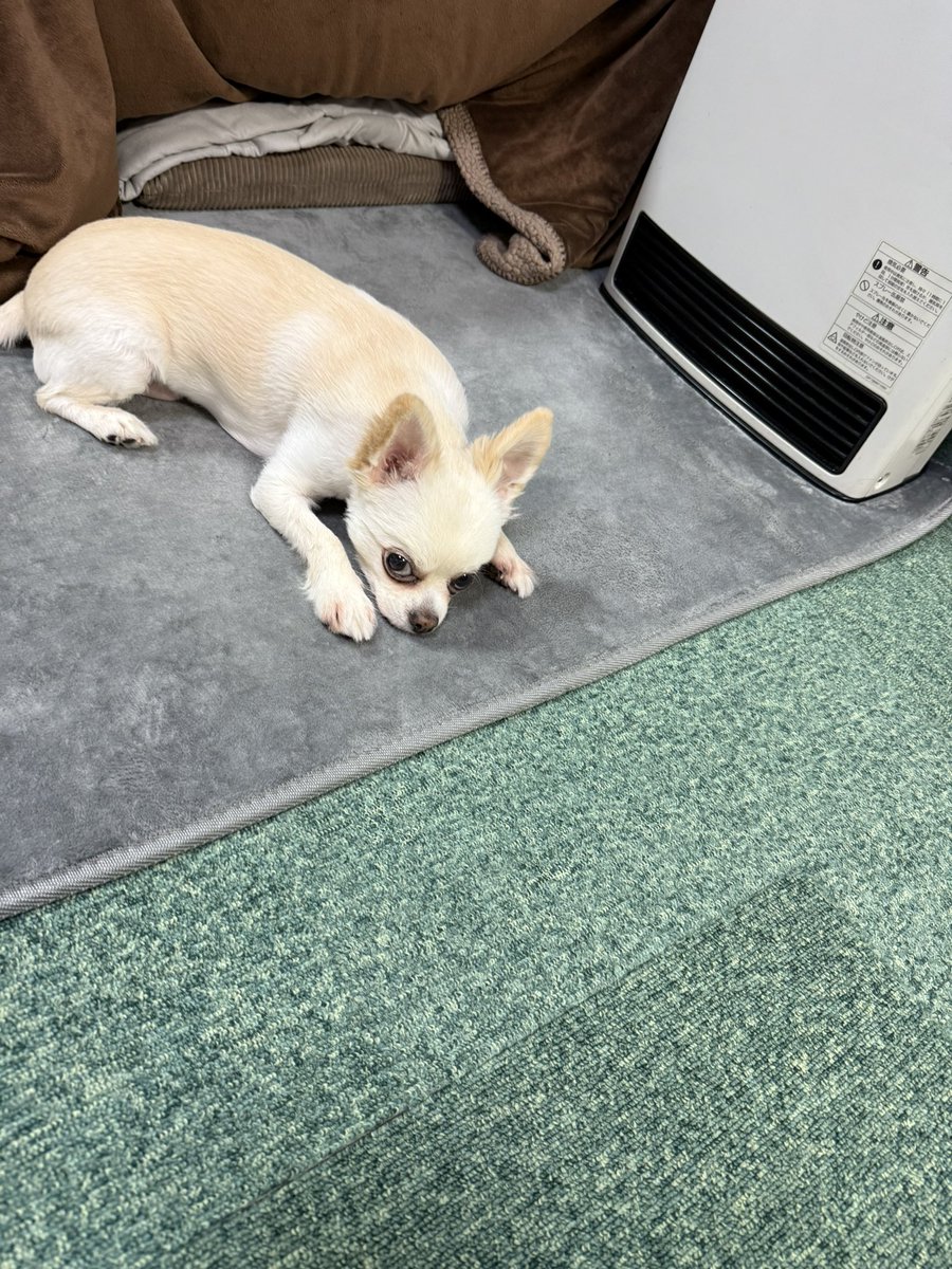 ブタキム@ area motocompo tweet media