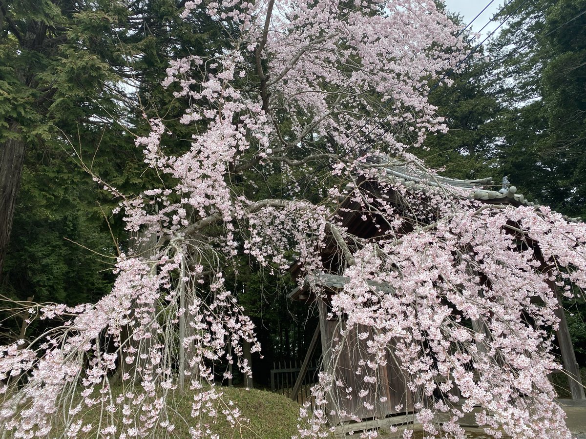 Yuko Sasaki tweet media