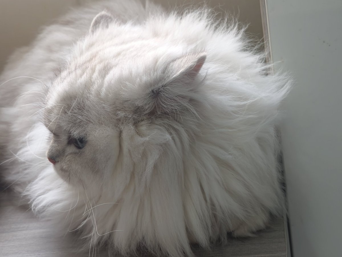 /•᷅‎‎•᷄\୭⋆°✩ ๋࣭ (@xxxxx62778) on Twitter photo 