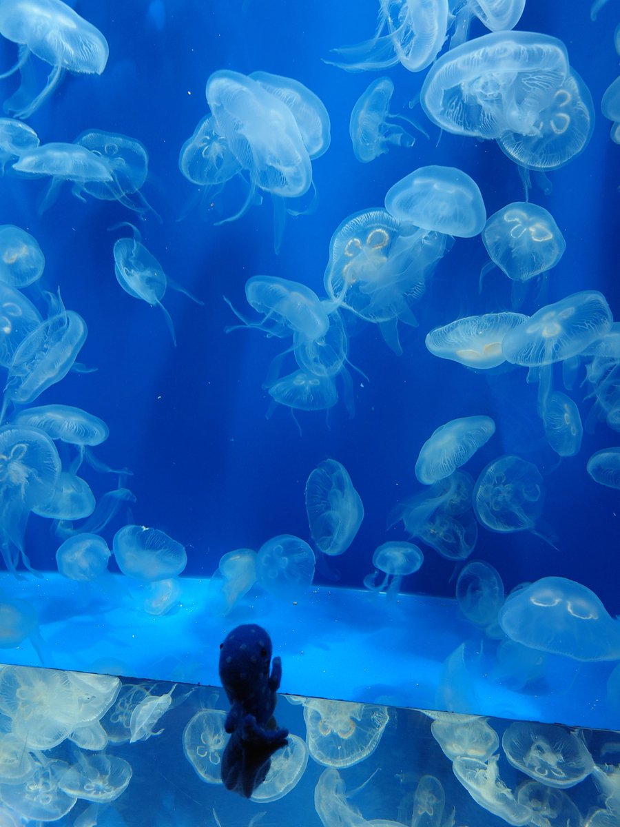 みきお@猫とTBと吸死 tweet media