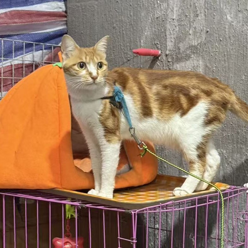 你羡慕它的自由，它羡慕你的安稳