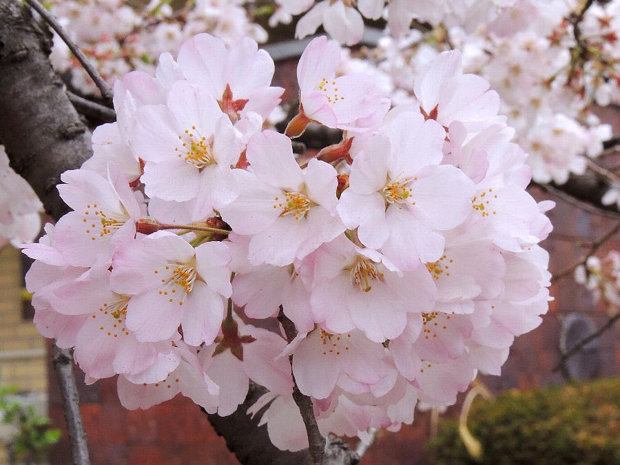 M・エイスケ tweet media