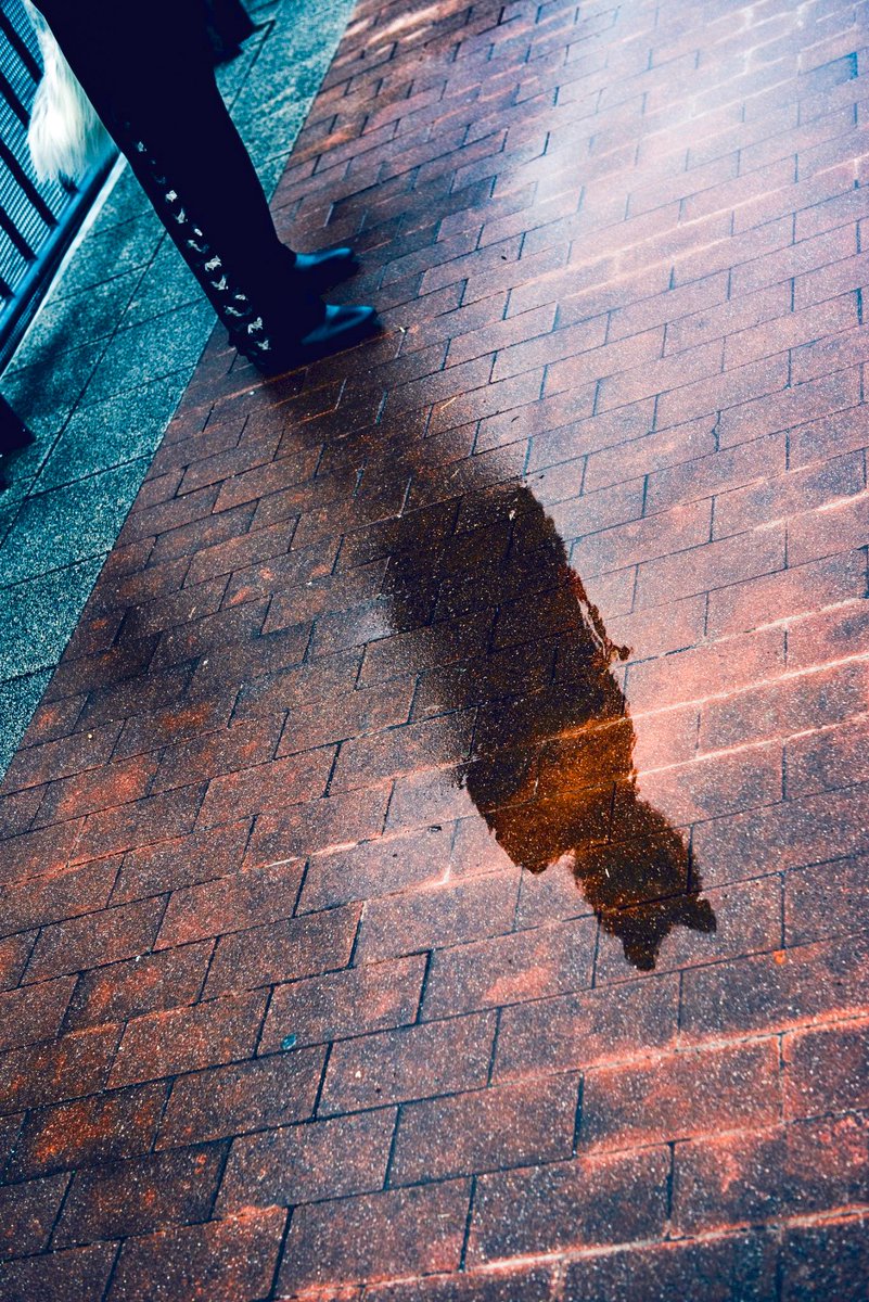 ノシ🔜関西けもケ(着ぐ枠) tweet media