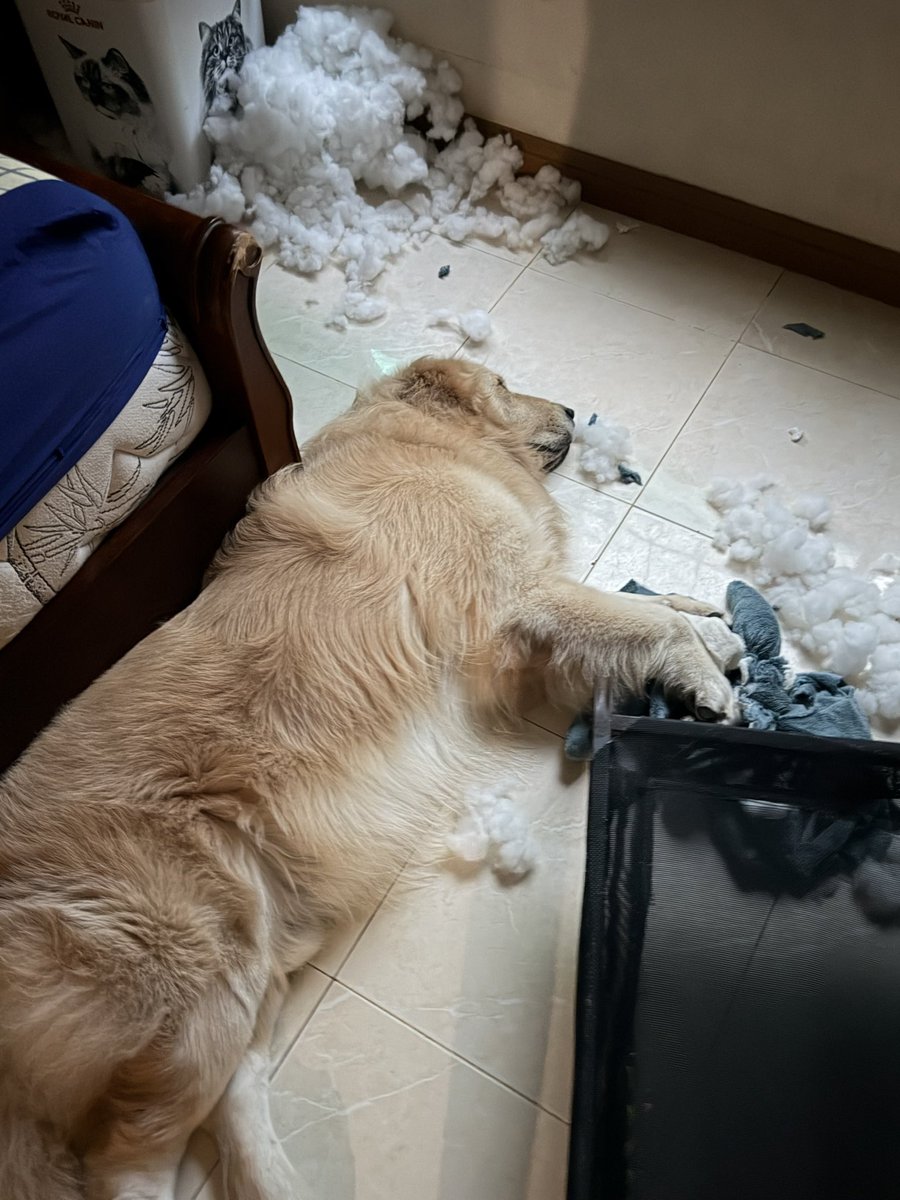 แม่บ่นหมาทุกวัน ว่าถ้ากัดของเล่นขาดจะไม่ซื้อให้แล้ว เลี้ยงก็เป็นทั้งภาระ ทั้งเปลืองตังค์ จะส่งไปอยู่วัด ปากก็ด่าไปแต่ซื้อตุ๊กตาให้หมาทุกวัน เอาผ้าห่มตัวเองให้หมากัดเล่น คนมันปากไม่ตรงกับใจงะ