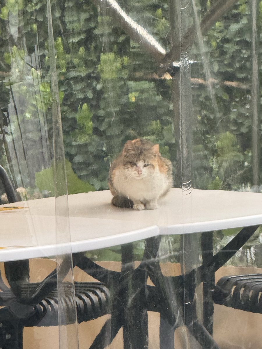 故障猫猫saki tweet media