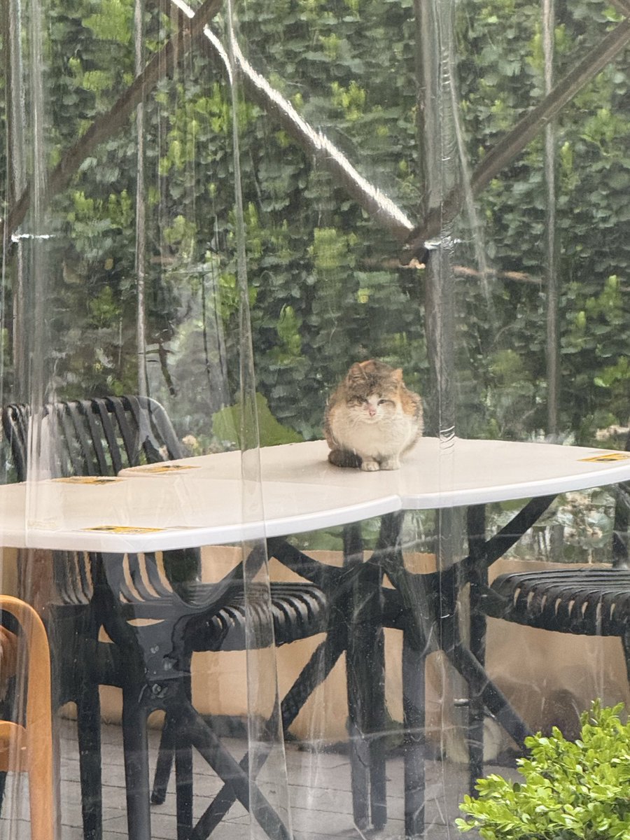 故障猫猫saki tweet media