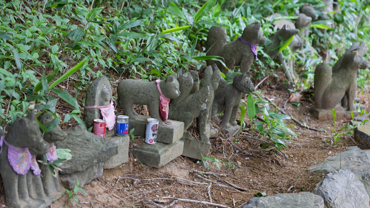 メダカさん tweet media