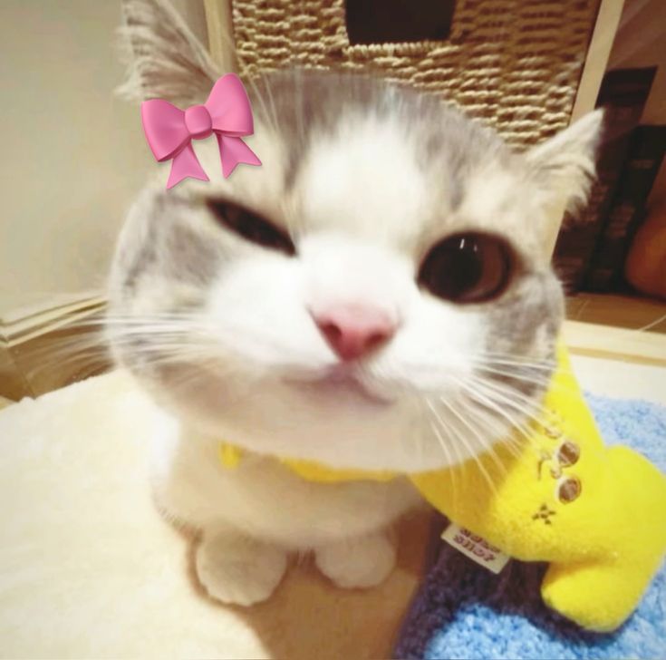 desirée tweet media