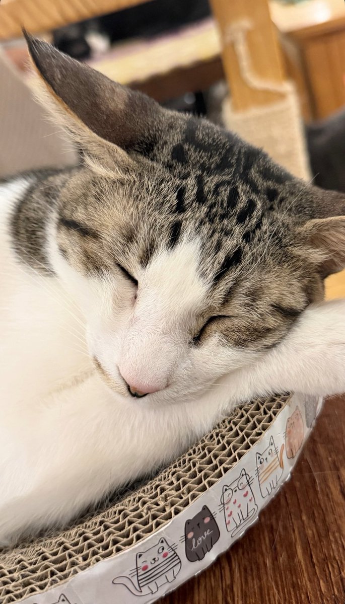 CHRISTYZER tweet media