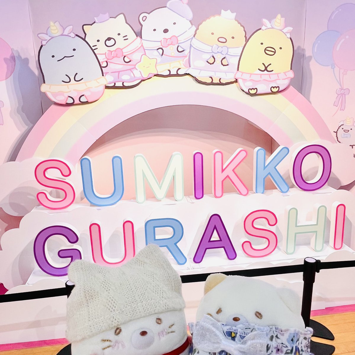 ねこた🐟🐱🍙 tweet media