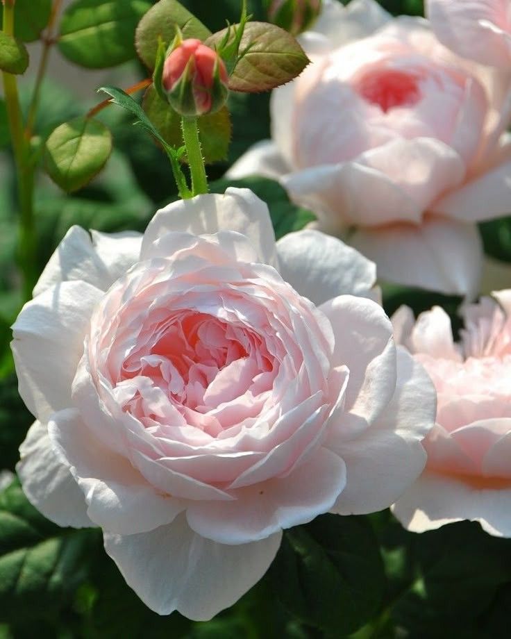 István Tóth tweet media