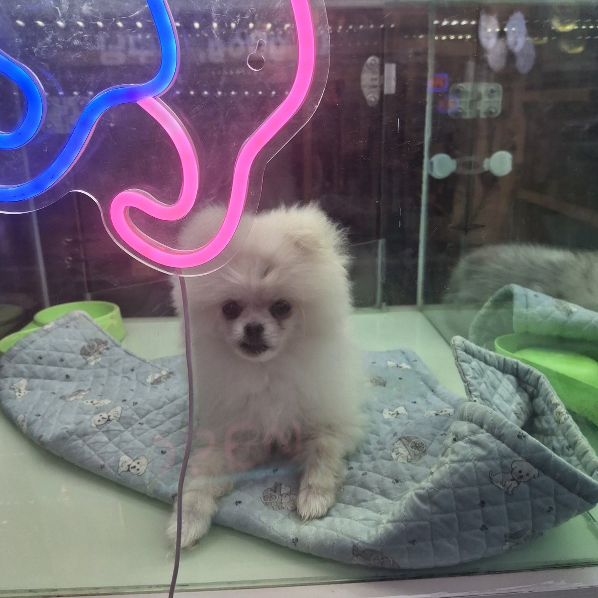 두창핑 (3코페 양일) tweet media