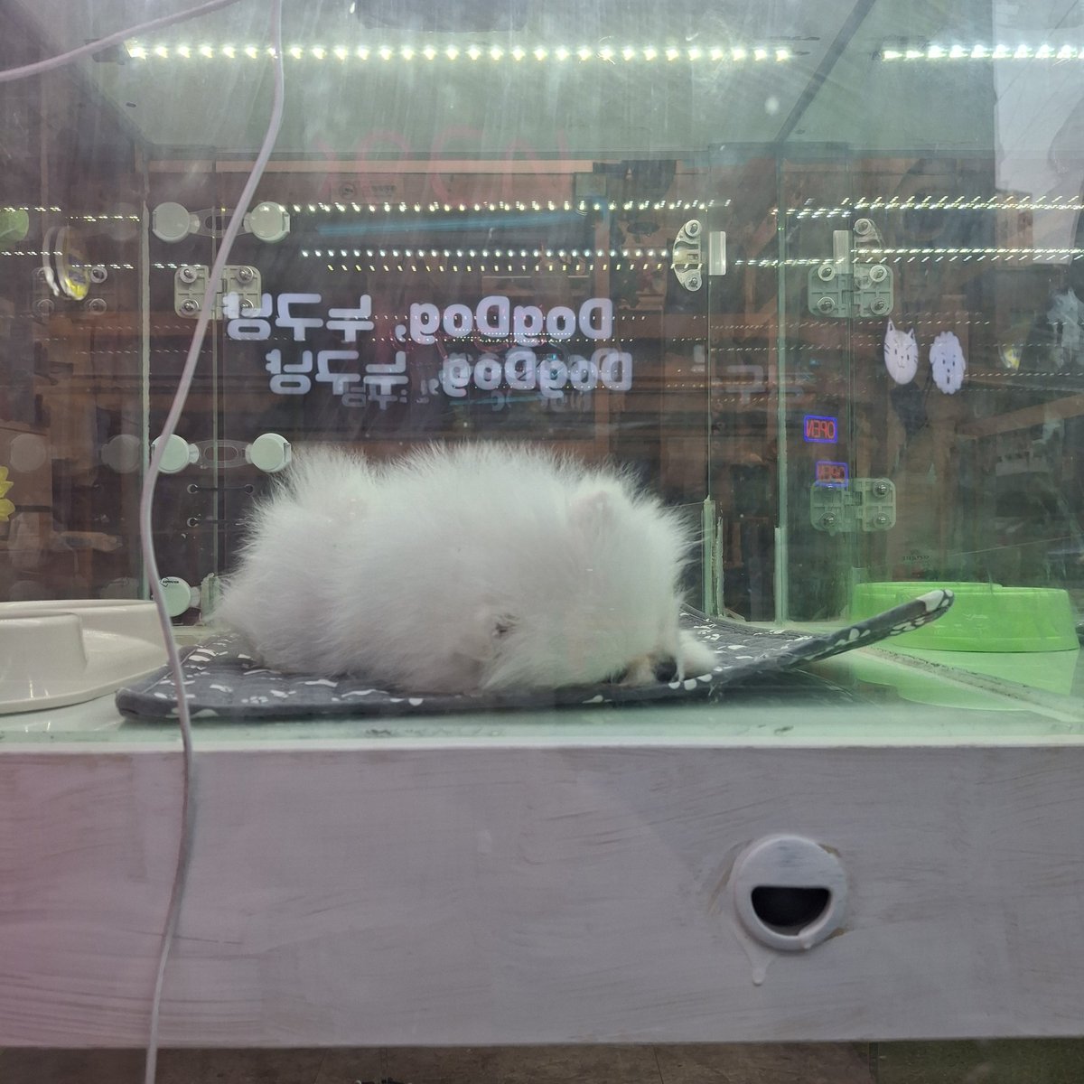 두창핑 (3코페 양일) tweet media